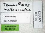 Temnothorax unifasciatus Latreille, 1798 Label