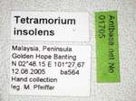 Tetramorium insolens Smith, 1861 Label