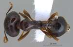 Trichomyrmex perplexus Radchenko, 1997 dorsal