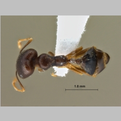 Trichomyrmex perplexus Radchenko, 1997 dorsal