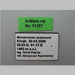 Trichomyrmex perplexus Radchenko, 1997 Label