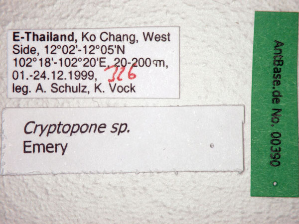 Foto Cryptopone sp. 1 Label