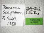 Diacamma scalpratum Smith, 1858 Label