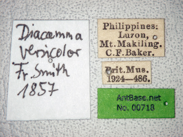 Foto Diacamma versicolor Smith, 1857 Label