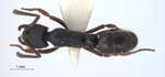 Ectomomyrmex leeuwenhoeki (Forel, 1886) dorsal