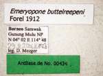 Emeryopone buttelreepeni Forel, 1912 Label