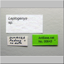 Leptogenys sp. Label