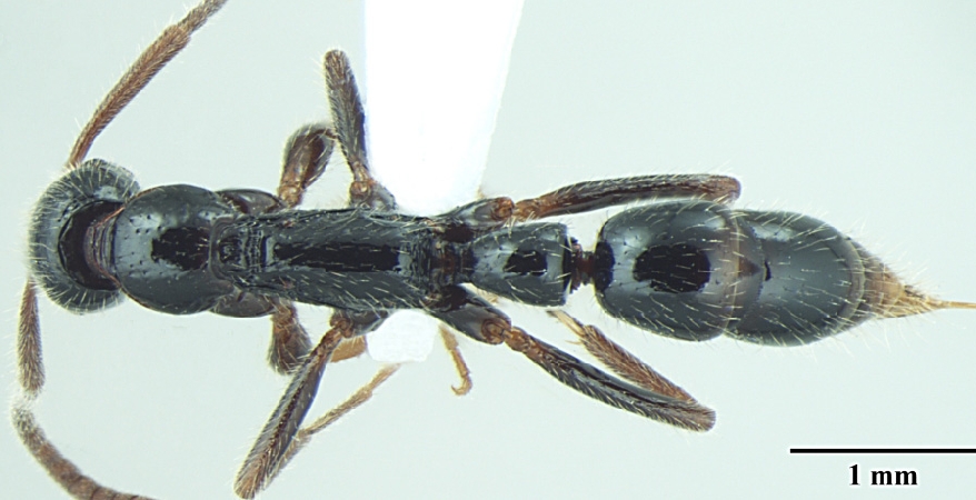 Leptogenys lattkei Bharti & Wachkoo, 2013 dorsal