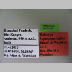 Leptogenys lattkei Bharti & Wachkoo, 2013 Label