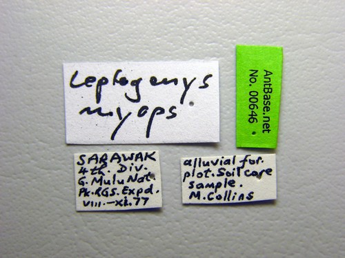 Leptogenys myops Emery, 1887 Label