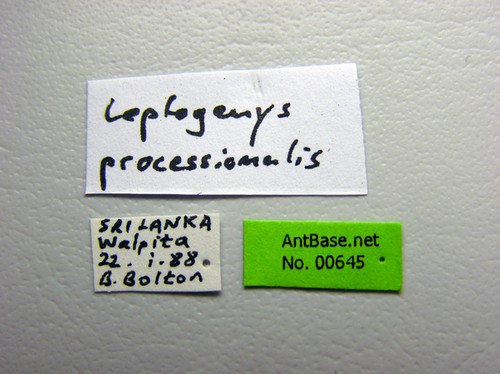 Leptogenys processionalis Jerdon, 1851 Label