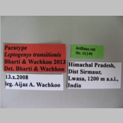 Leptogenys transitionis ergatone Bharti & Wachkoo, 2013 Label