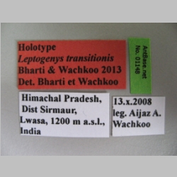 Leptogenys transitionis Bharti & Wachkoo, 2013 Label