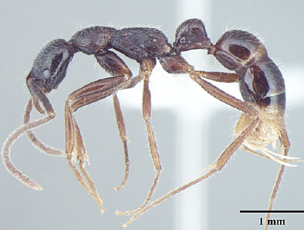Leptogenys transitionis Bharti & Wachkoo, 2013 lateral