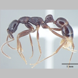 Leptogenys transitionis Bharti & Wachkoo, 2013 lateral