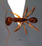 Odontomachus monticola Emery, 1892 dorsal