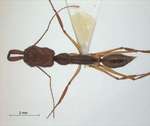 Odontomachus rixosus Smith,1857 dorsal