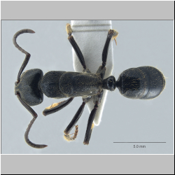 Paltothyreus tarsatus (Fabricius, 1798) dorsal
