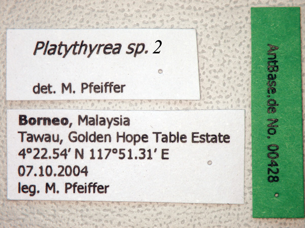 Foto Platythyrea sp. 2 Label