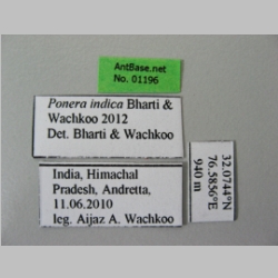 Ponera indica Bharti & Wachkoo, 2012 Label
