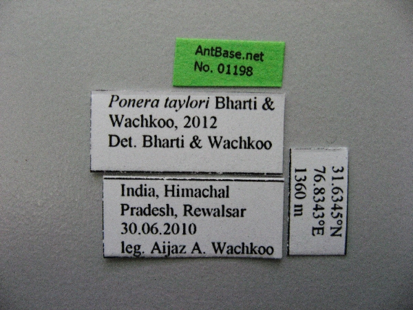 Foto Ponera taylori Bharti & Wachkoo, 2012 Label