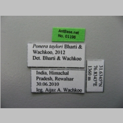 Ponera taylori Bharti & Wachkoo, 2012 Label