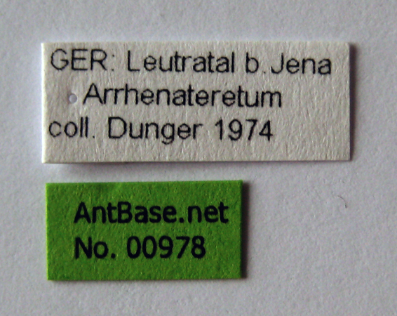 Foto Ponera testacea Emery, 1895 Label