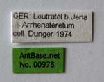 Ponera testacea Emery, 1895 Label