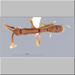 Probolomyrmex longiscapus Xu & Zeng, 2000 dorsal