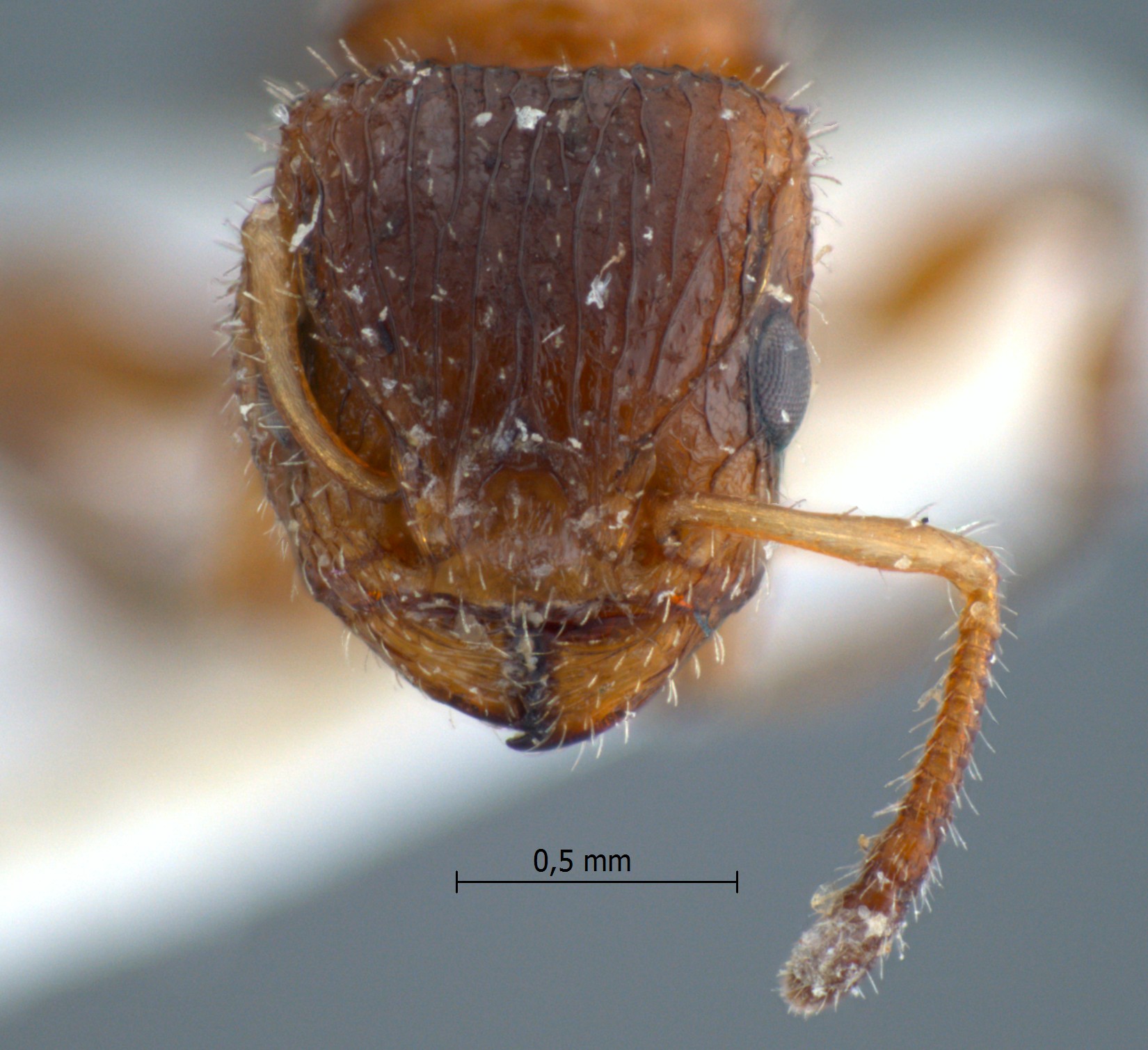 Dilobocondyla sp 3 frontal