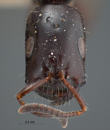 Tetraponera nigra Jerdon, 1851 frontal