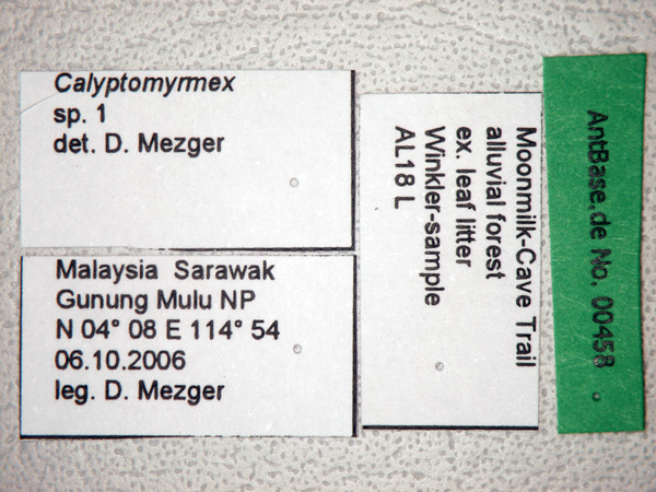 Calyptomyrmex sp 1 label