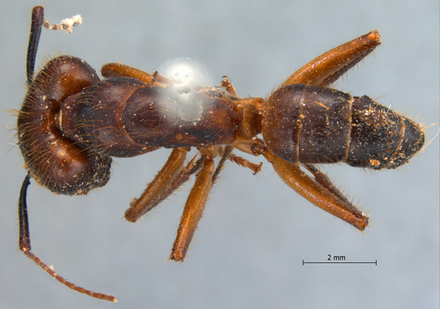 Camponotus misturus fornaronis dorsal