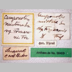 Camponotus misturus fornaronis Forel, 1892 label