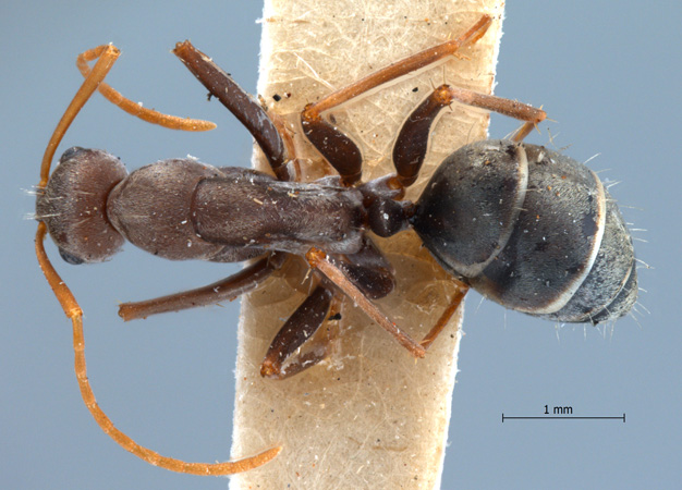 Camponotus rufoglaucus dorsal
