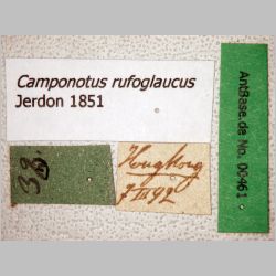 Camponotus rufoglaucus male Jerdon, 1851 label