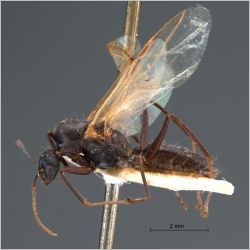 Camponotus rufoglaucus male Jerdon, 1851 lateral