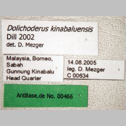 Dolichoderus kinabaluensis Dill, 2002 label