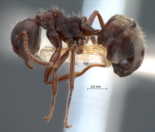 Dolichoderus thoracicus lateral