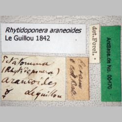 Rhytidoponera araneoides Le Guillou, 1842 label