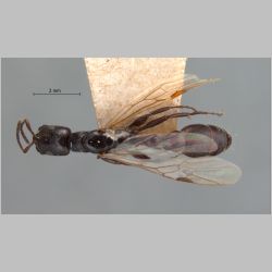 Tetraponera nigra queen Jerdon, 1851 dorsal