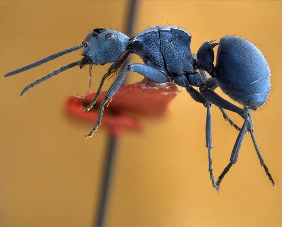 Polyrhachis cyaniventris lateral