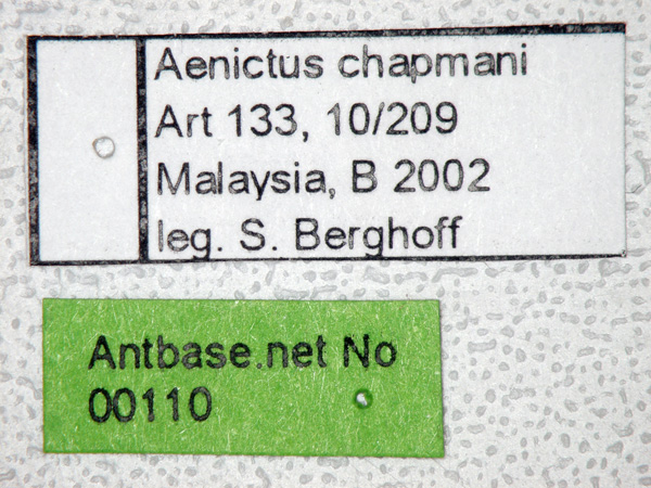 Aenictus chapmani label