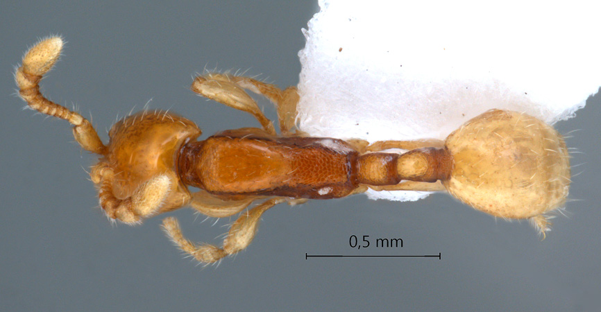 Aenictus peguensis dorsal