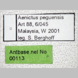 Aenictus peguensis Emery, 1895 label