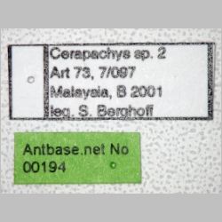 Cerapachys 2  label
