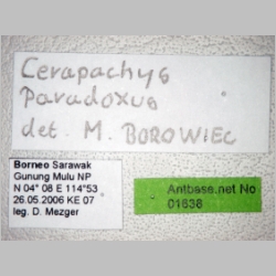 Cerapachys paradoxus Borowiec, 2009 label