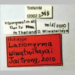 Lasiomyrma wiwatwitayai Jaitrong, 2010 label
