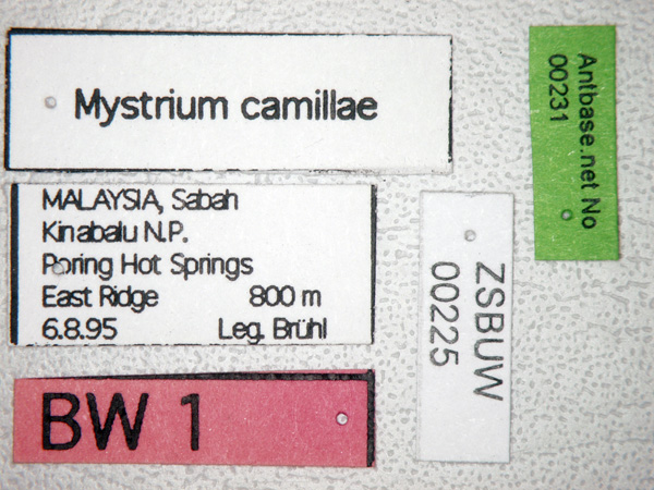 Mystrium camillae label