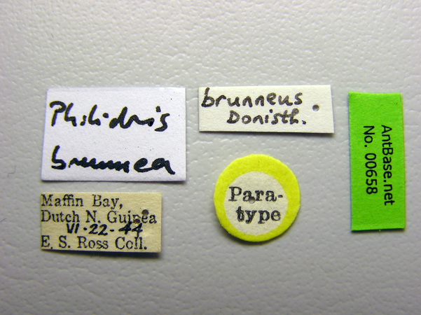 Philidris brunnea label
